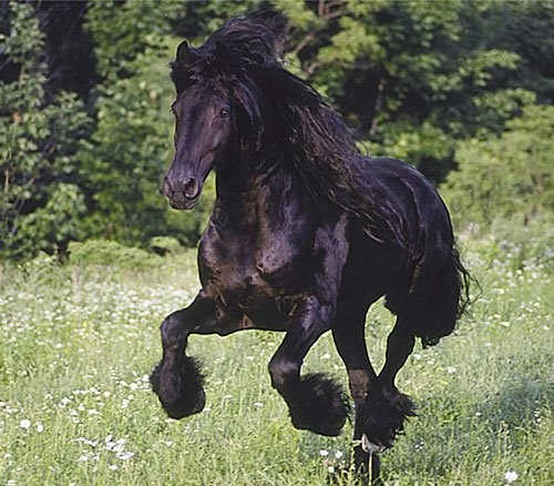 Horse running free at liberty