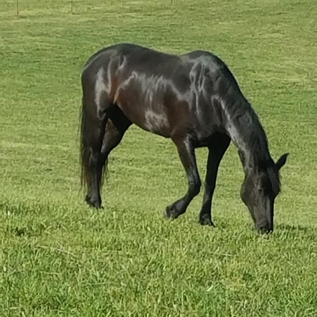 Club horse at liberty