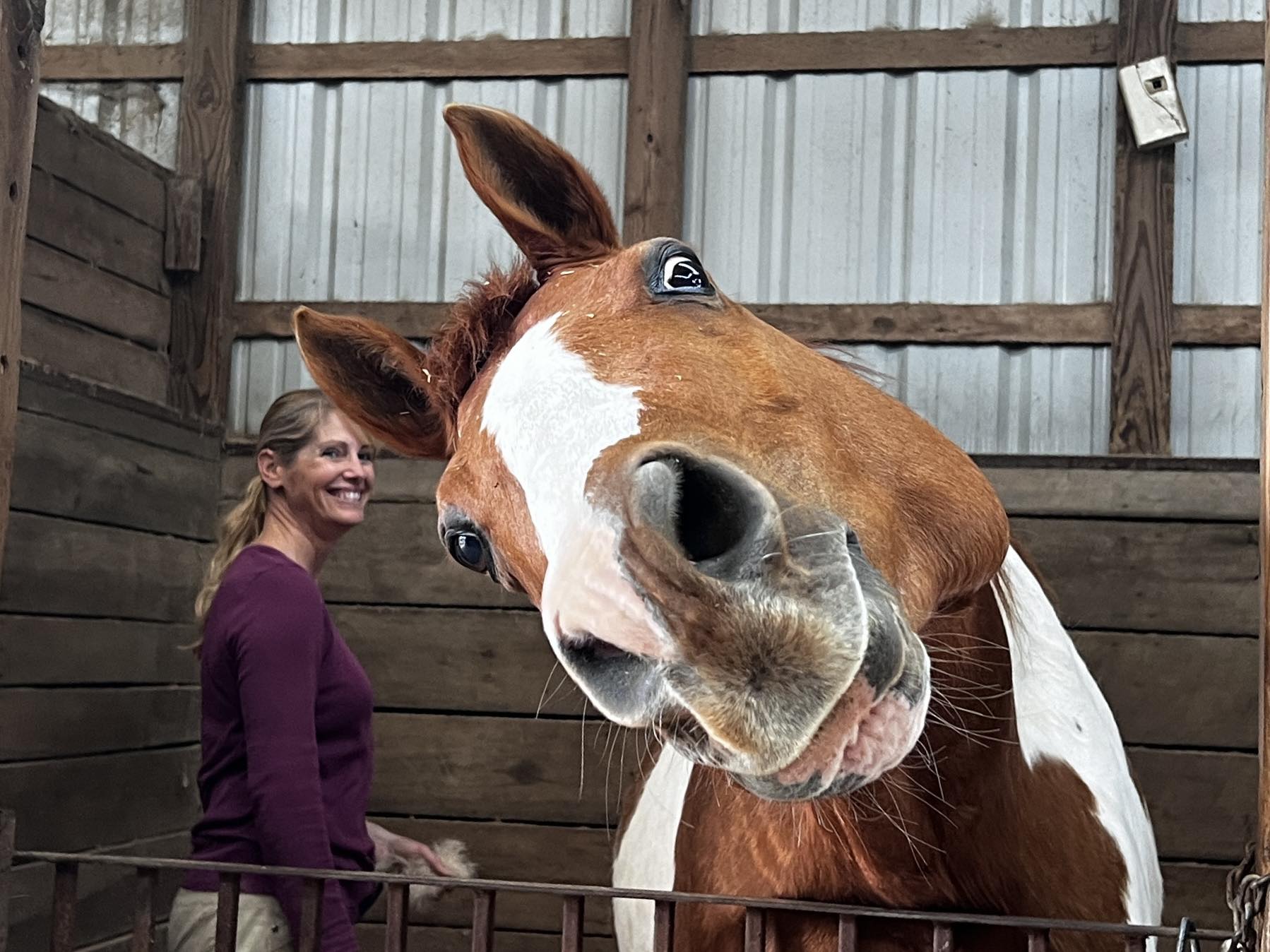 Club horse